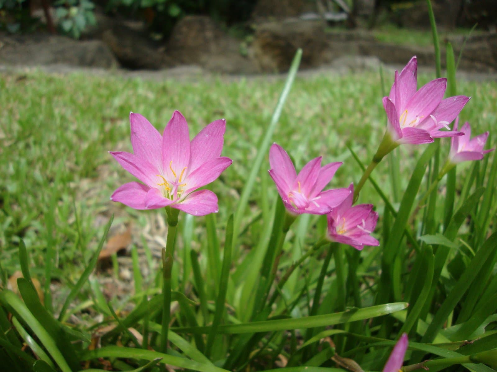 Zephyranthes rosea Lindl.