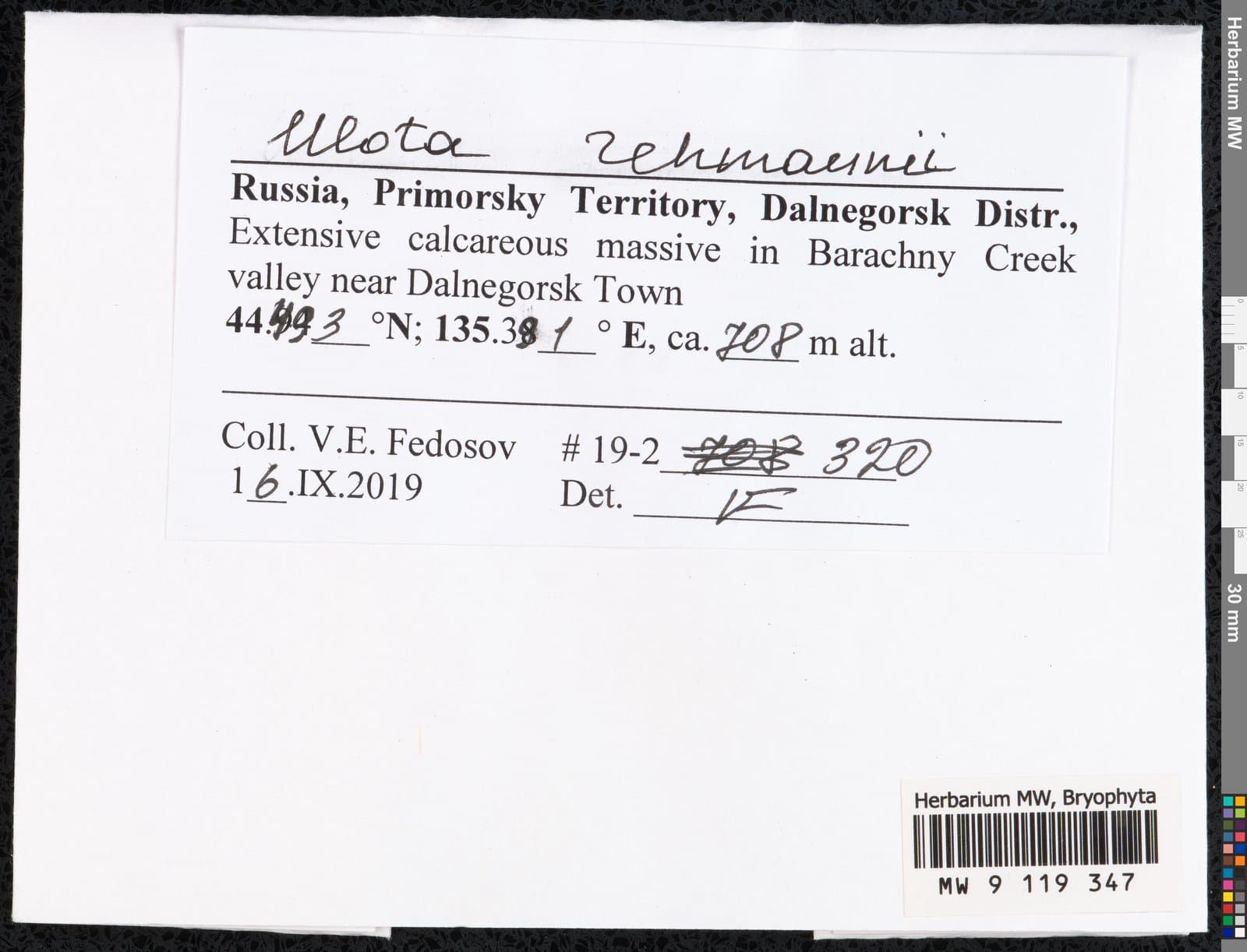 Ulota rehmannii Jur.