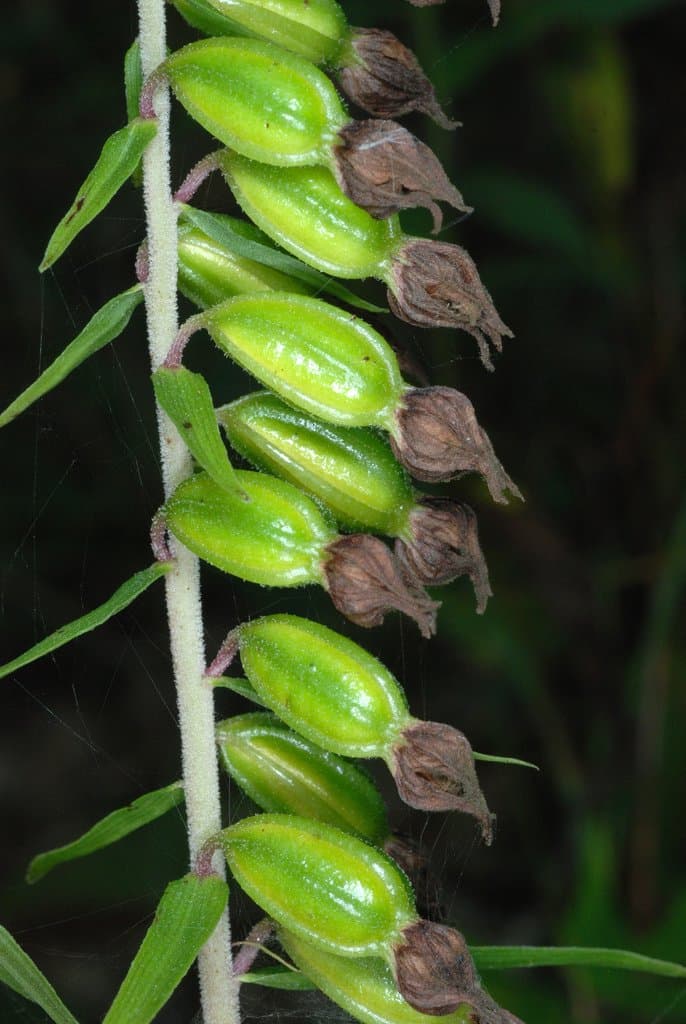 Epipactis helleborine (L.) Crantz