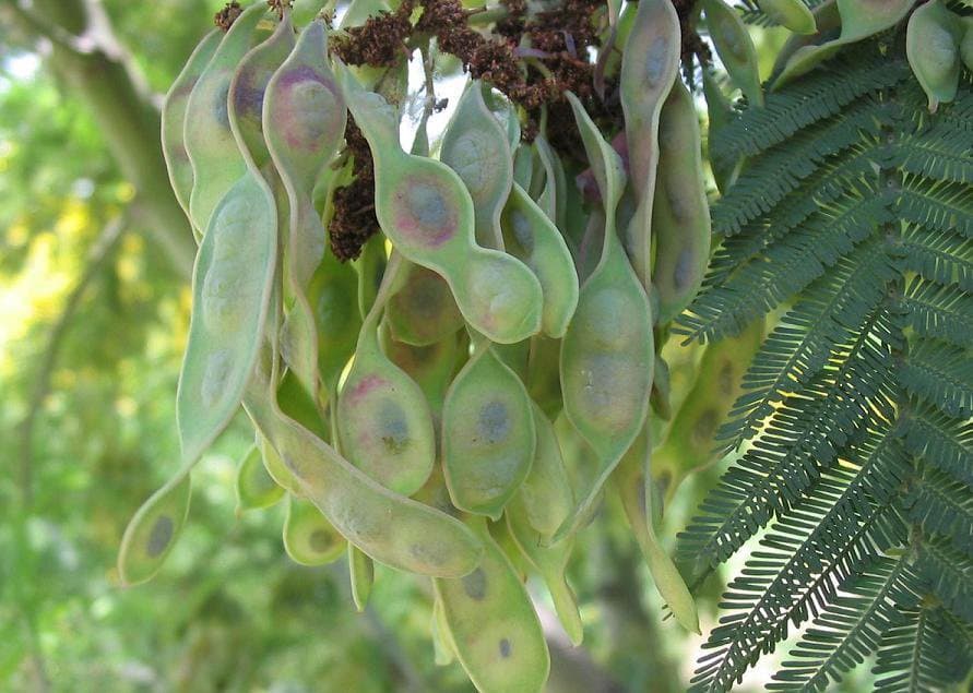 Acacia dealbata Link