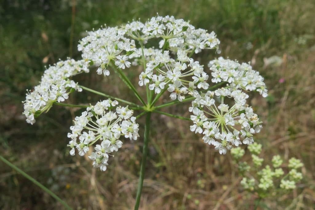 Perideridia oregana (Nutt. ex Torr. & A.Gray) Mathias