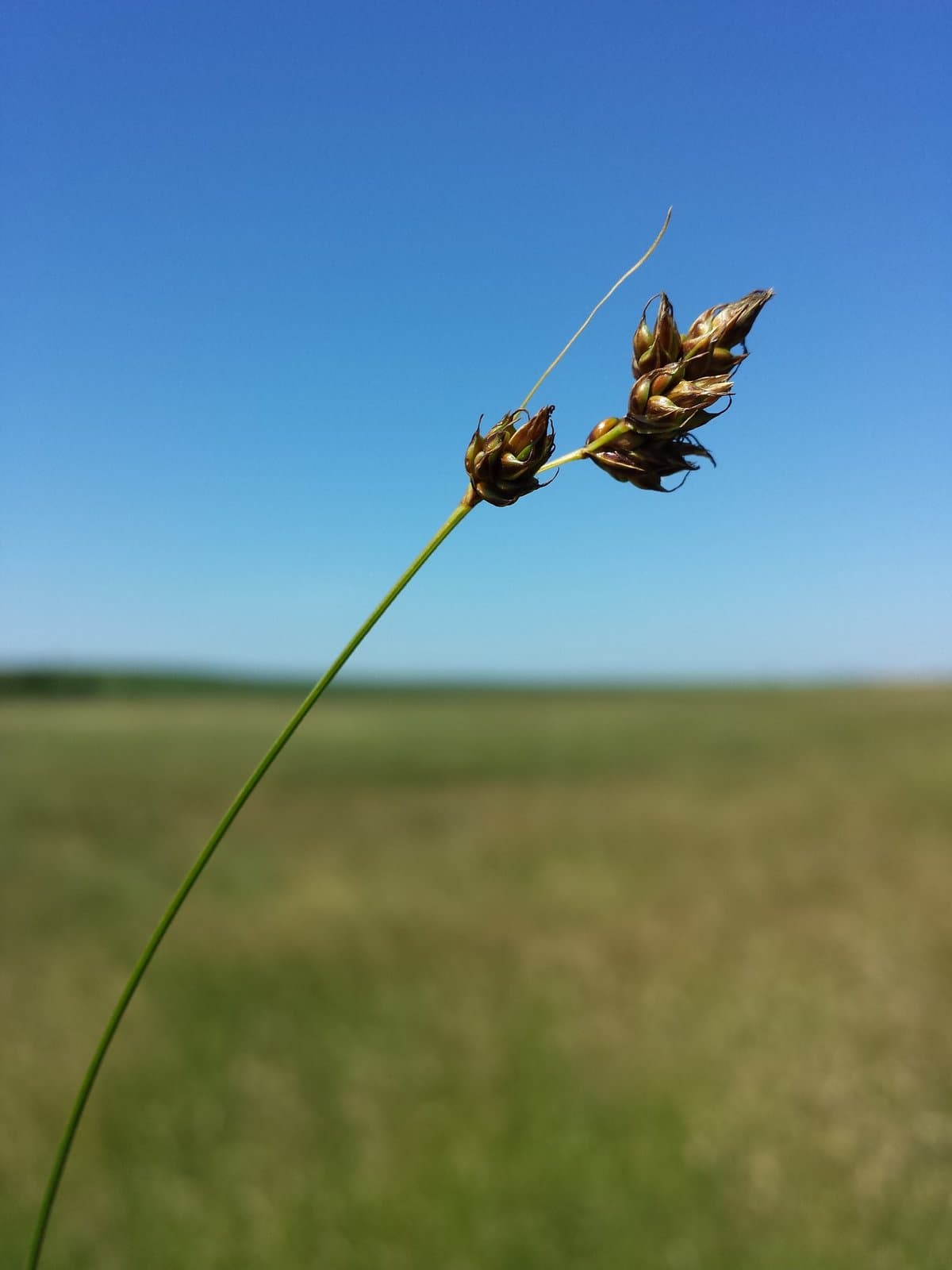 Carex divisa Huds.