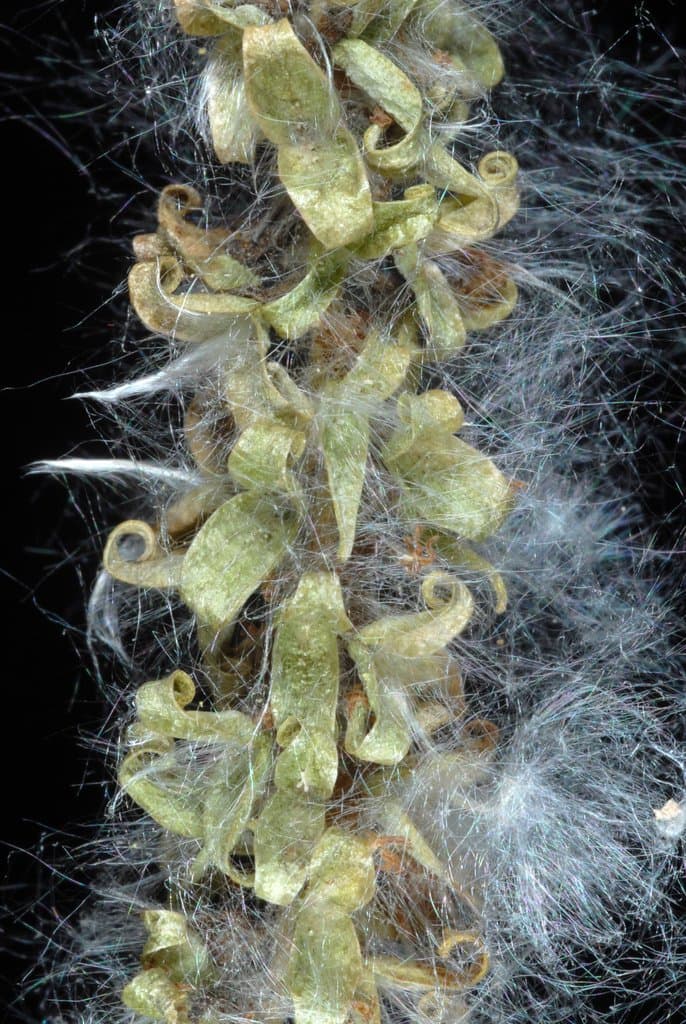 Populus tremuloides Michx.