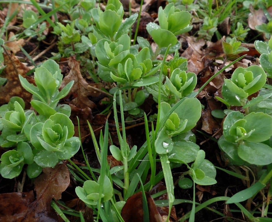 Hylotelephium telephium (L.) H.Ohba