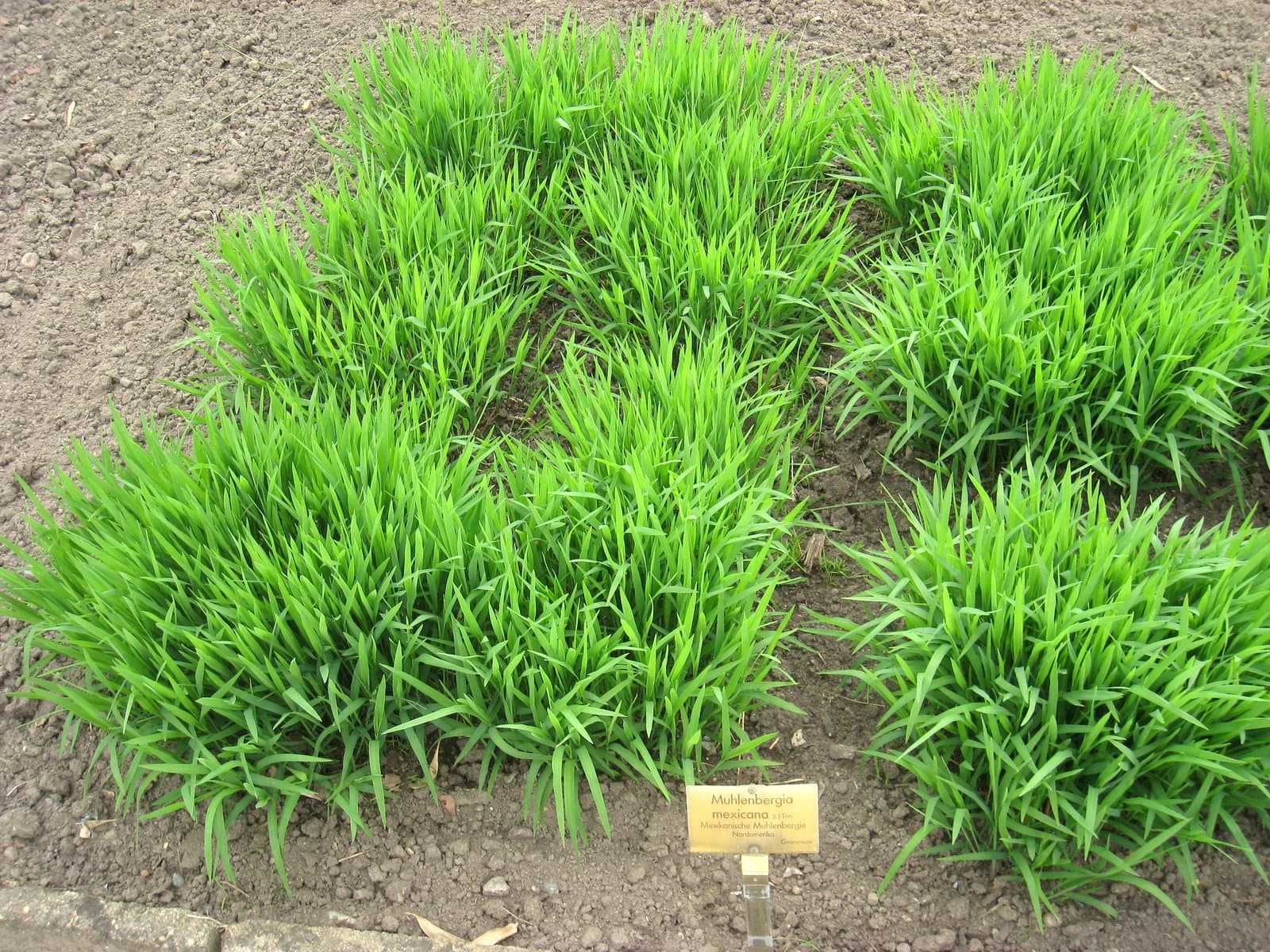 Muhlenbergia mexicana (L.) Trin.
