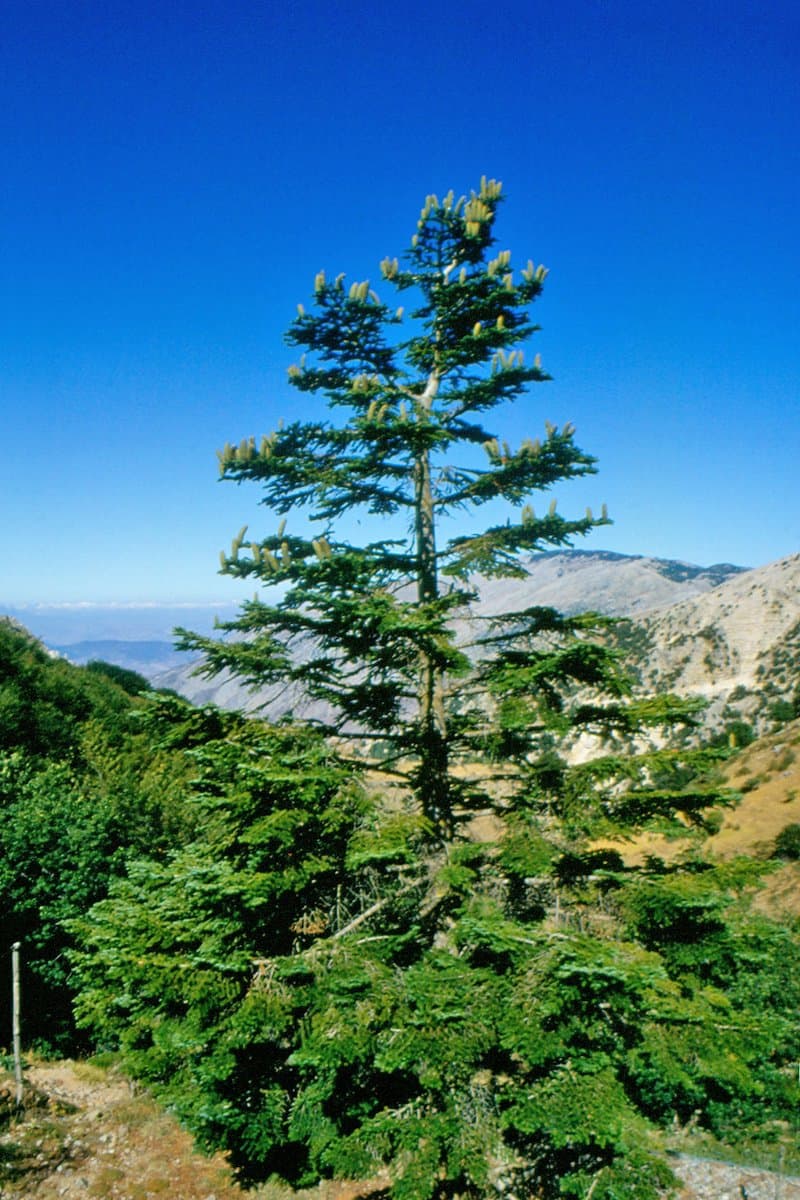 Abies nebrodensis (Lojac.) Mattei
