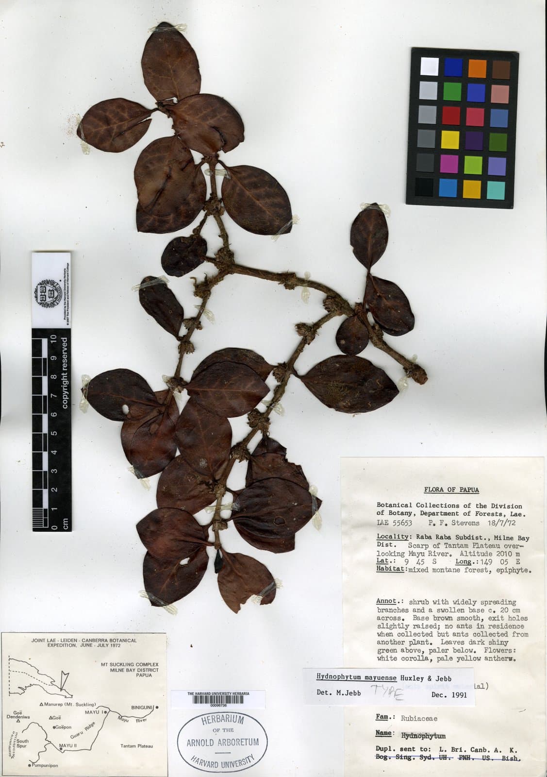 Hydnophytum mayuense Jebb & C.R.Huxley