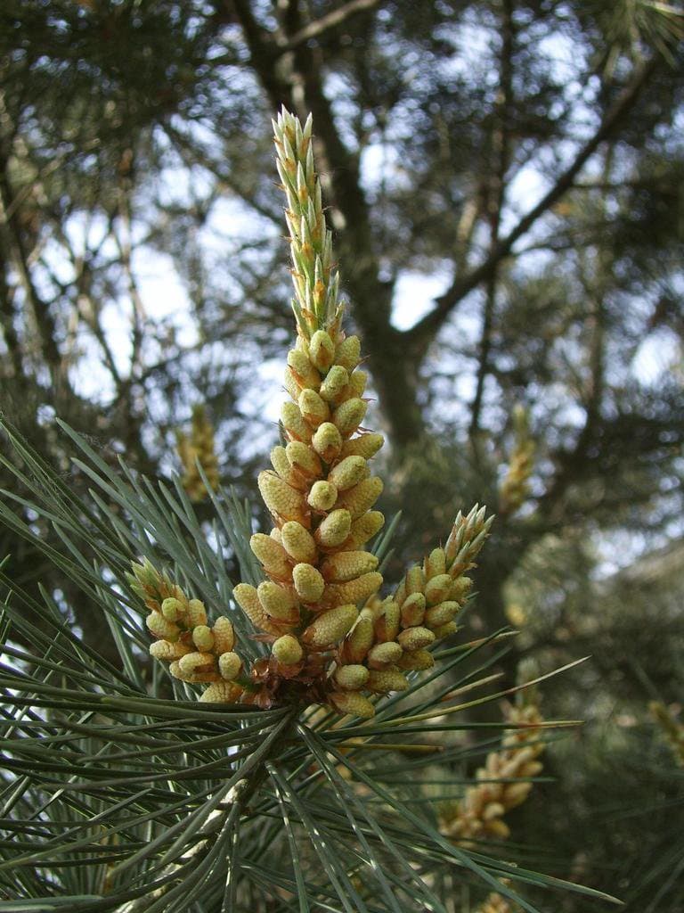 Pinus bungeana Zucc. ex Endl.