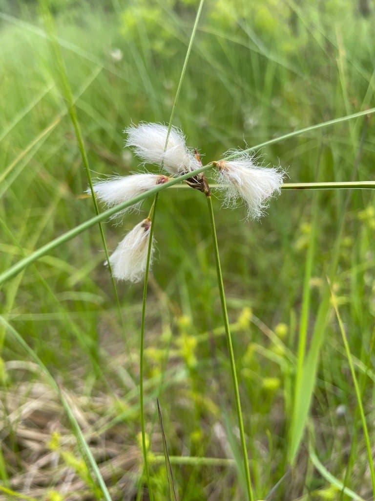 Eriophorum gracile W.D.J.Koch