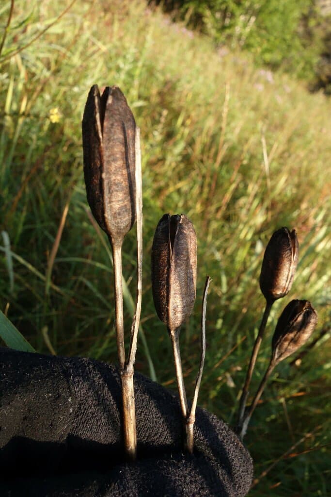 Iris sanguinea Hornem.