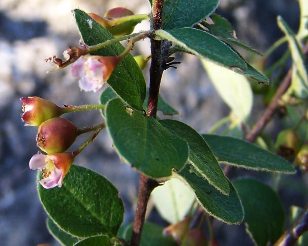 Cotoneaster laxiflorus (J.Jacq.) Lindl.