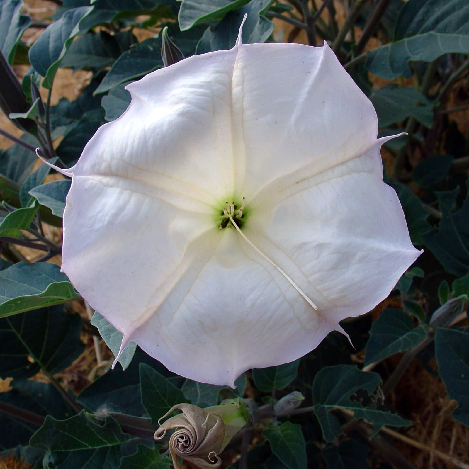 Datura wrightii Regel