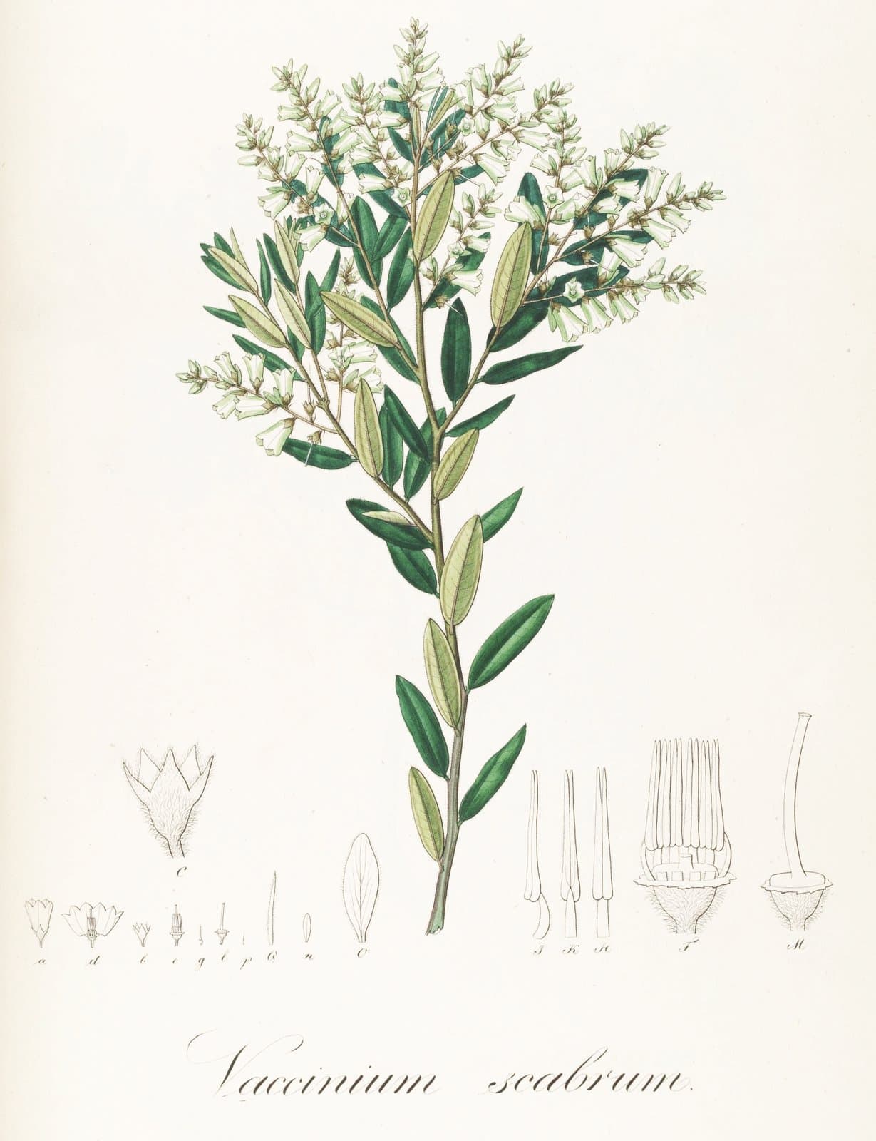 Gaylussacia pseudogaultheria Cham. & Schltdl.