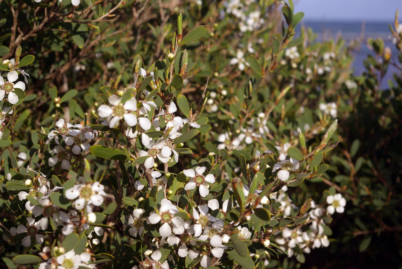 Leptospermum laevigatum (Gaertn.) F.Muell.