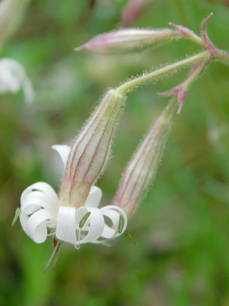 Silene nutans L.