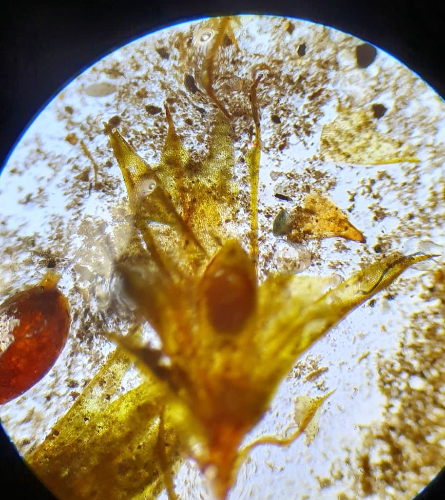 Microbryum floerkeanum (F.Weber & D.Mohr) Schimp.