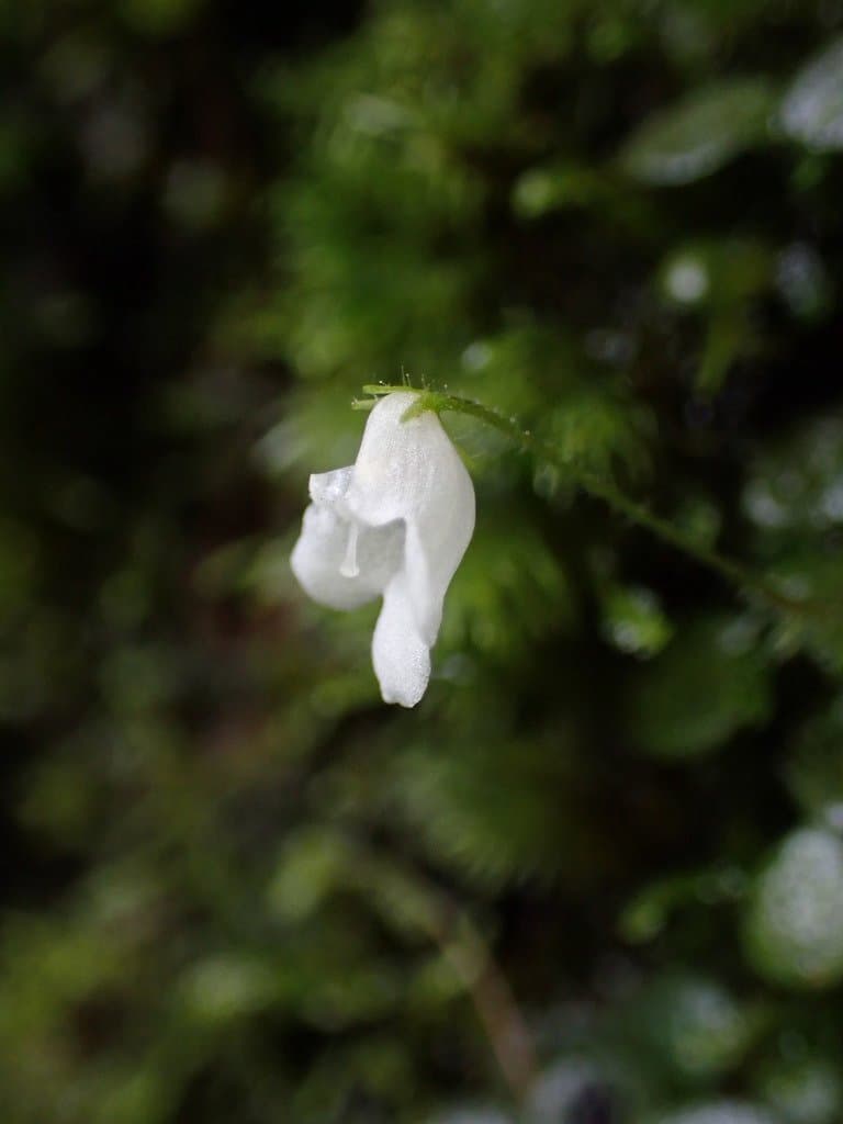 Streptocarpus andohahelensis Humbert