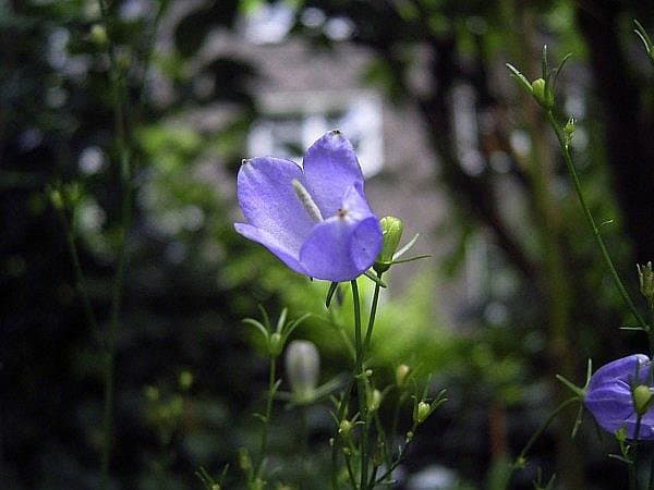 Campanula baumgartenii Becker