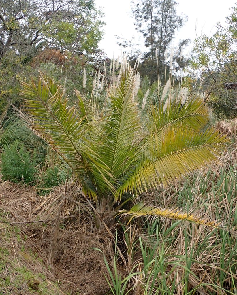 Ravenea rivularis Jum. & H.Perrier