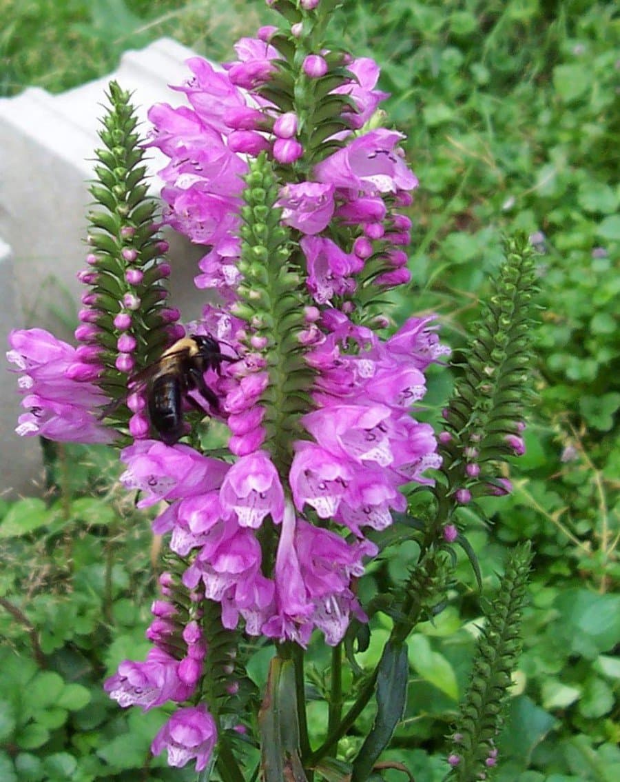 Physostegia virginiana (L.) Benth.