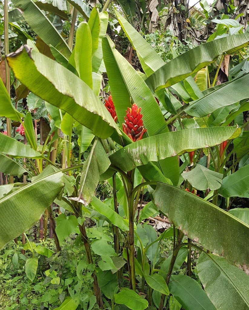 Musa coccinea Andrews