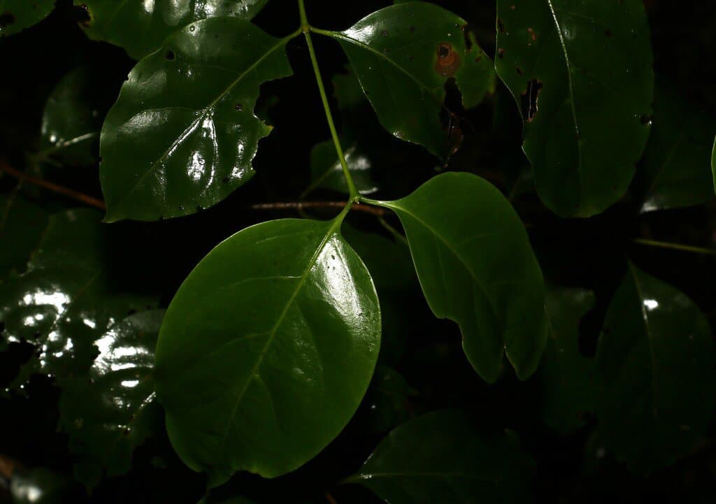 Psydrax laxiflorens S.T.Reynolds & R.J.F.Hend.