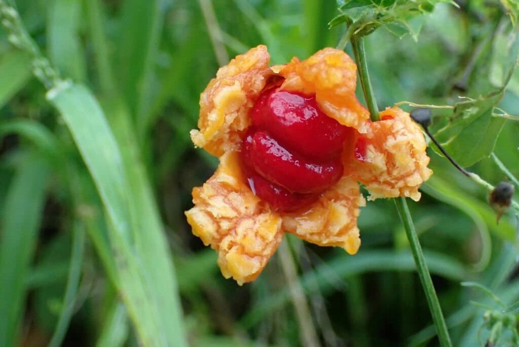 Momordica balsamina L.