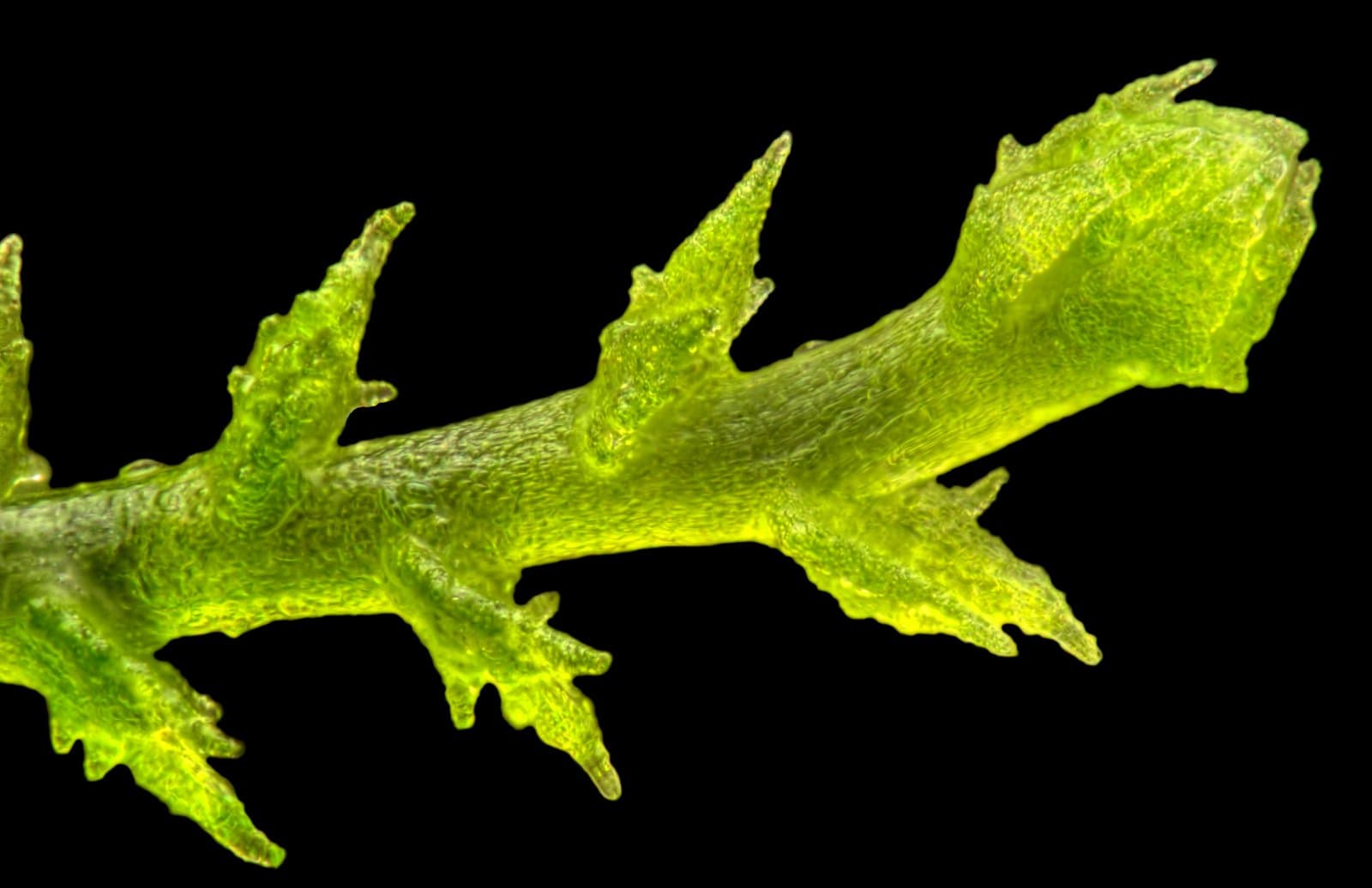 Cephaloziella nicholsonii Douin