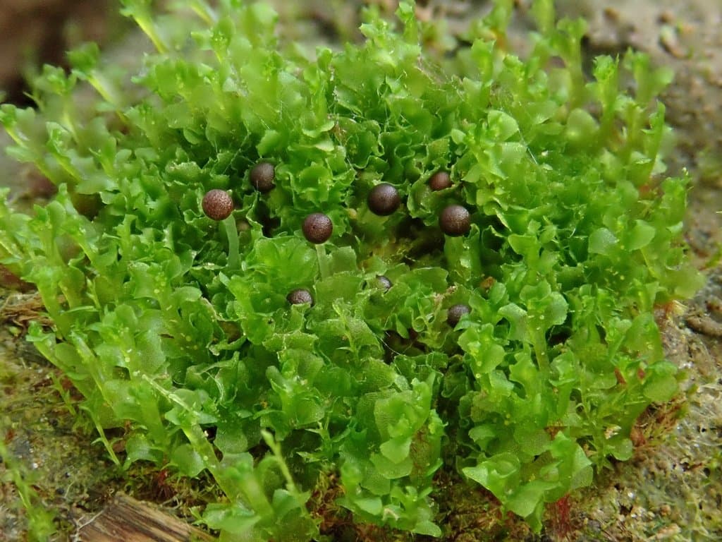 Fossombronia wondraczekii (Corda) Dumort. ex Lindb.
