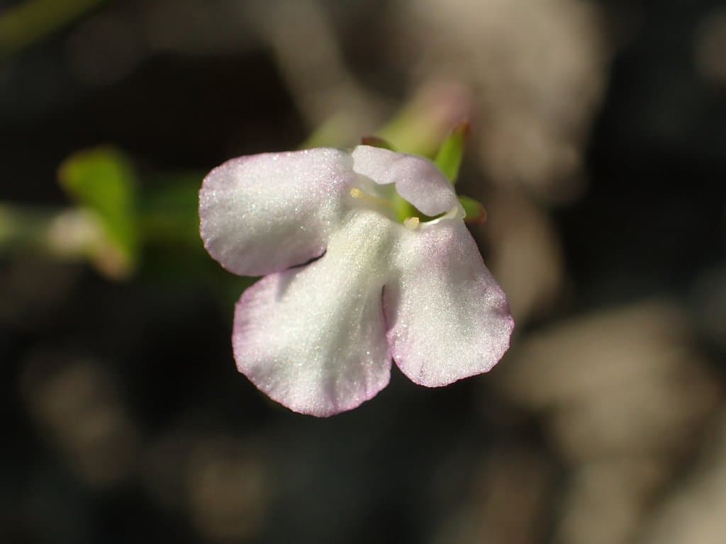 Lindernia procumbens (Krock.) Borbás