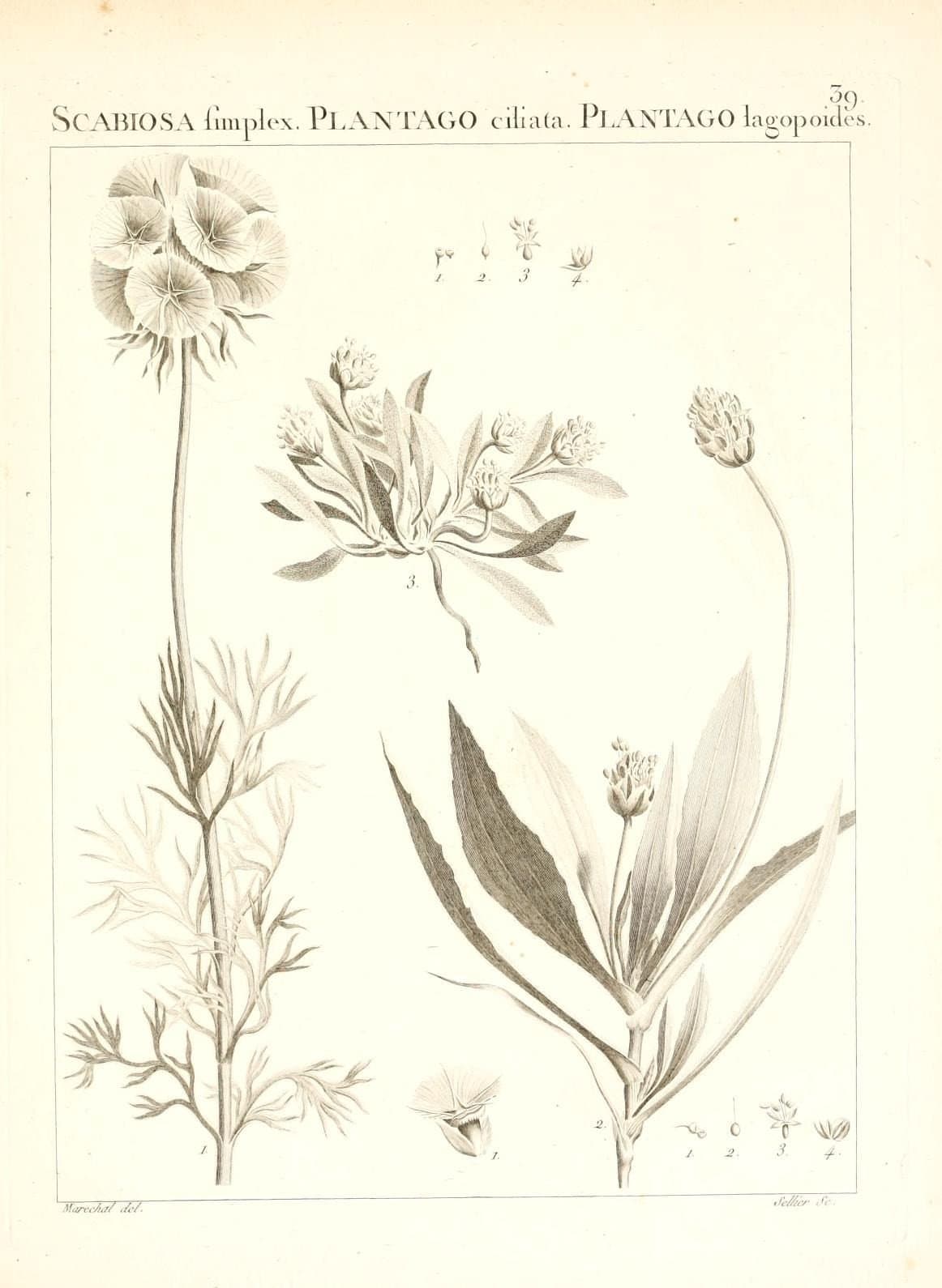 Plantago amplexicaulis Cav.