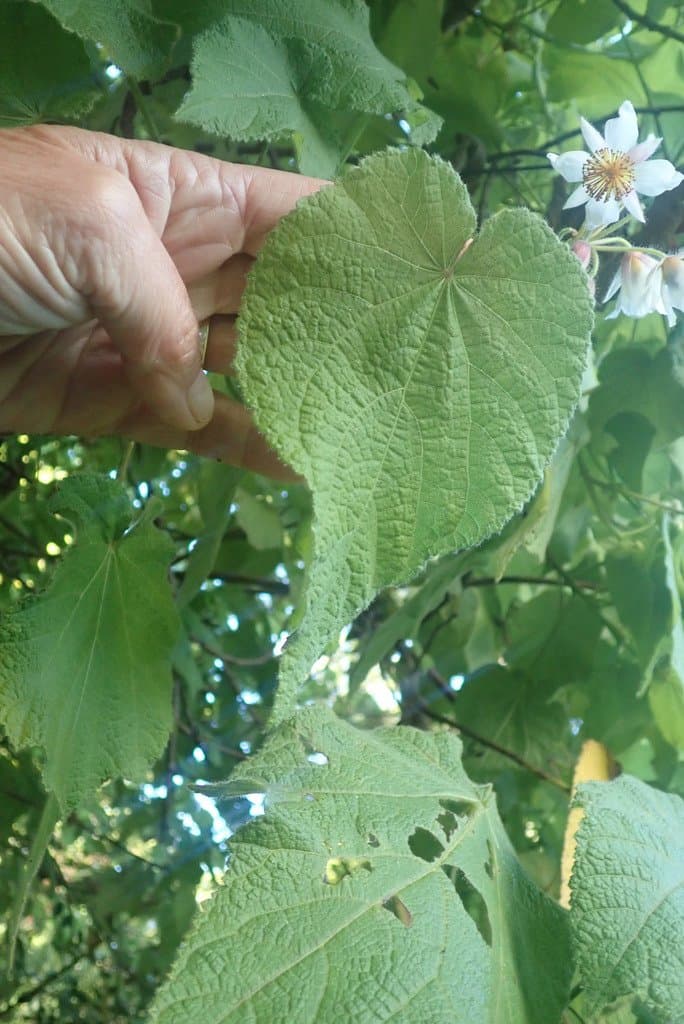 Sparrmannia africana L.fil.