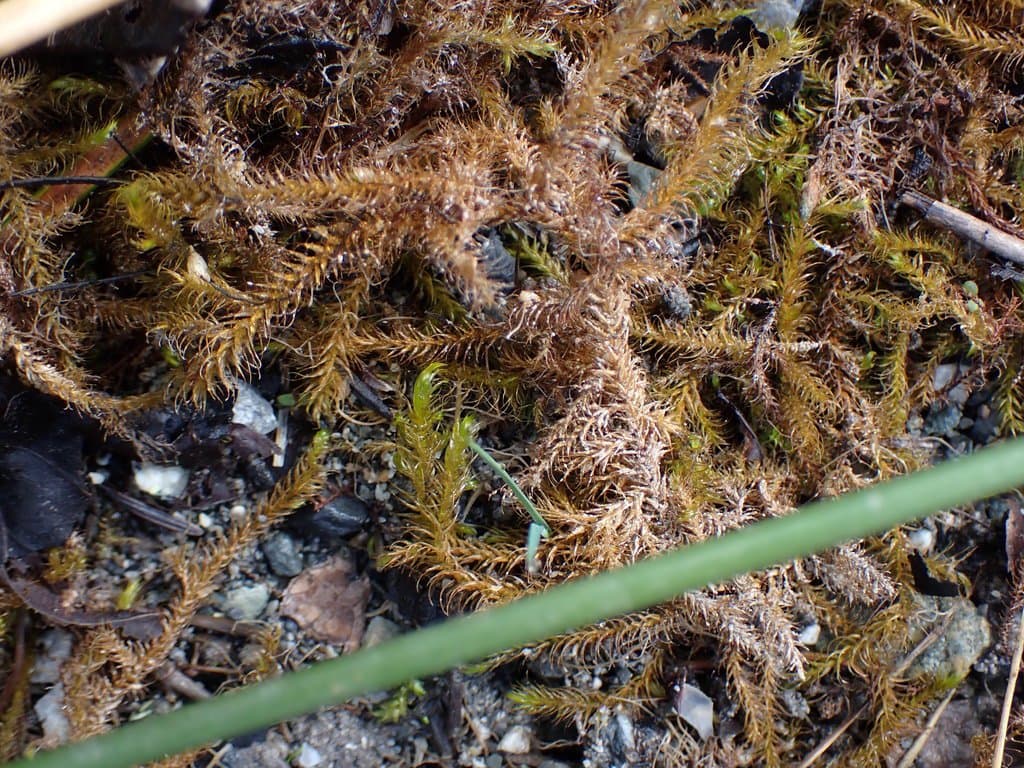 Drepanocladus longifolius (Wilson ex Mitt.) Broth. ex Paris