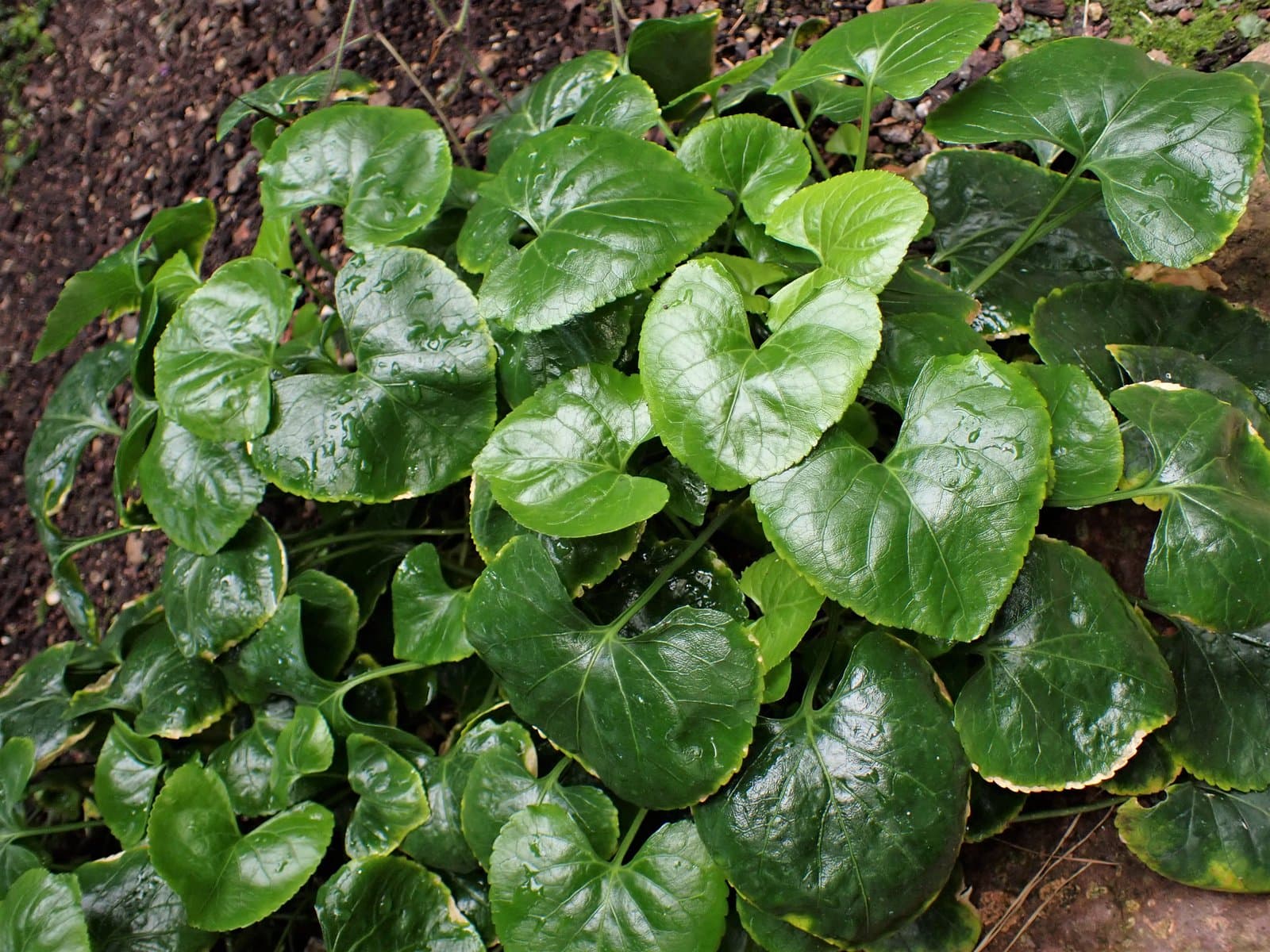 Viola jaubertiana Marès & Vigin.