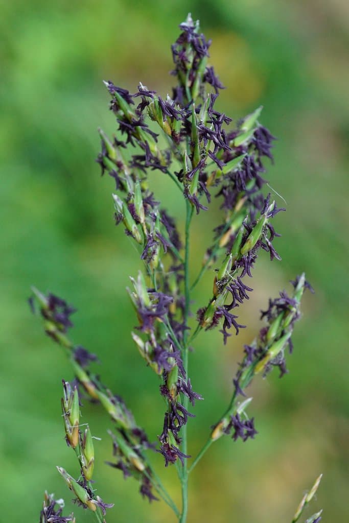 Molinia arundinacea Schrank