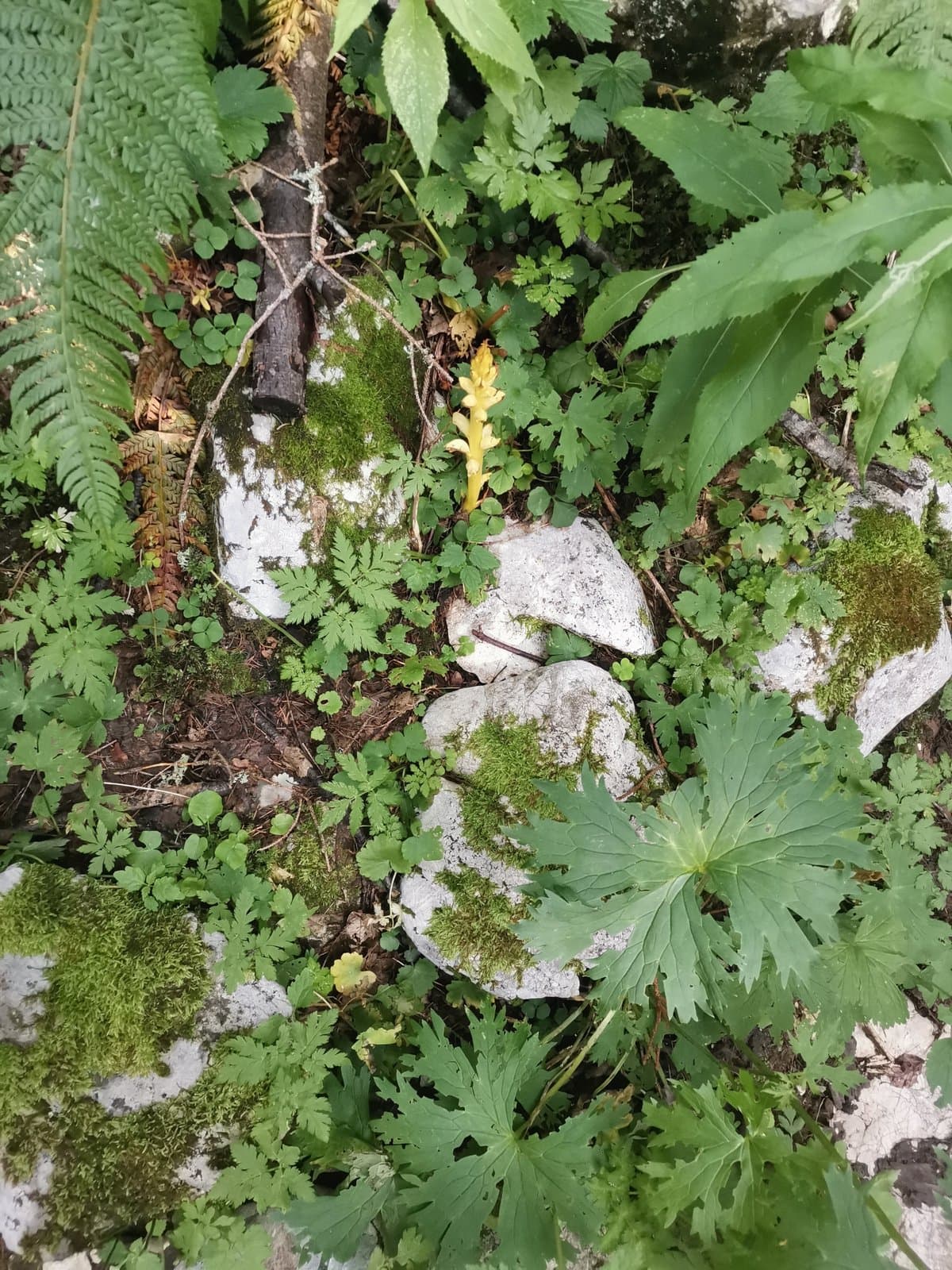 Orobanche lycoctoni Rhiner