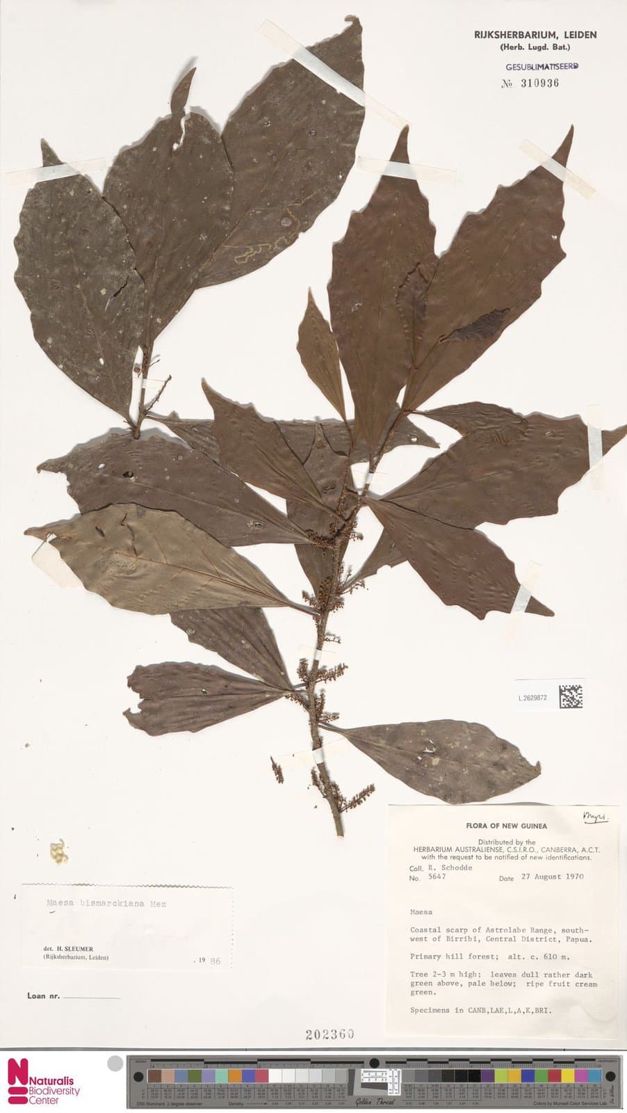 Maesa aurulenta Sumanon & Utteridge