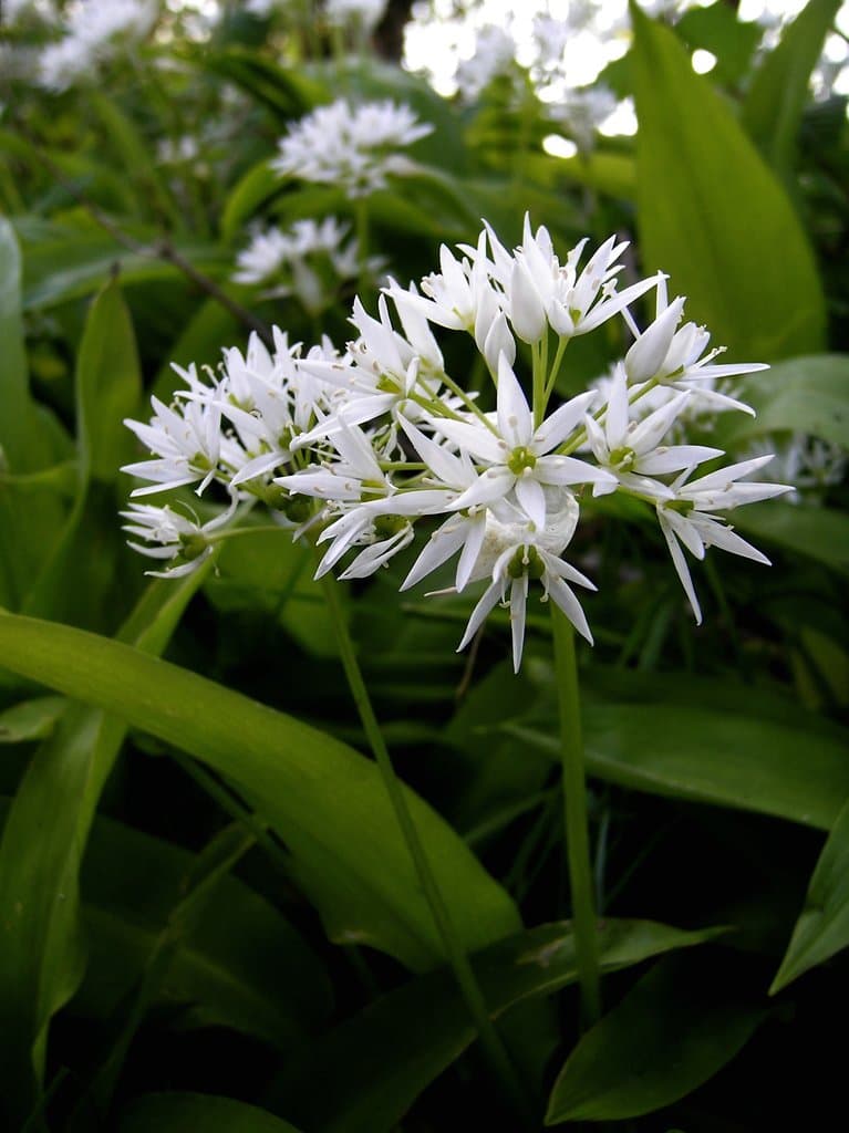 Allium ursinum L.