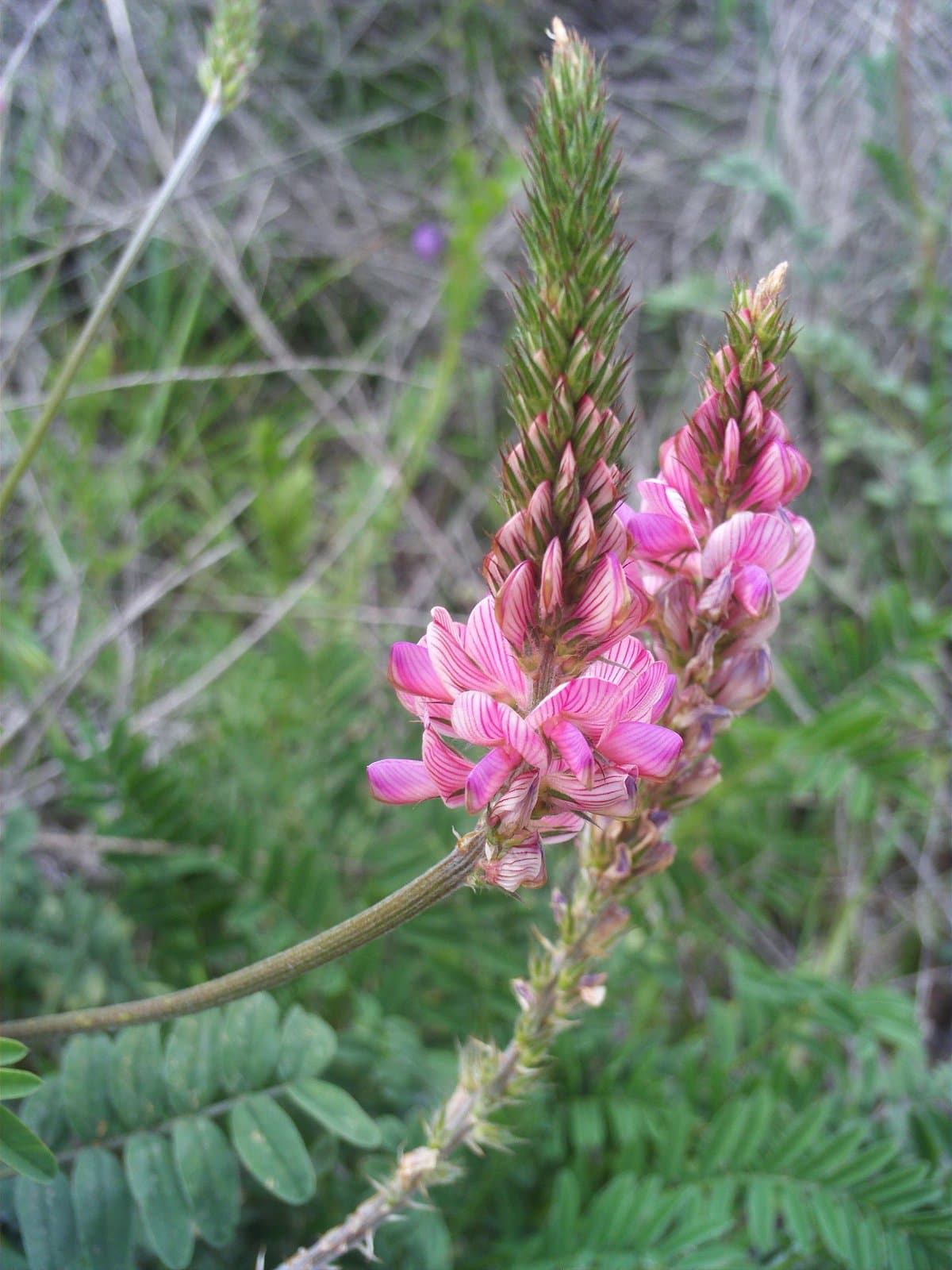 Onobrychis viciifolia Scop.