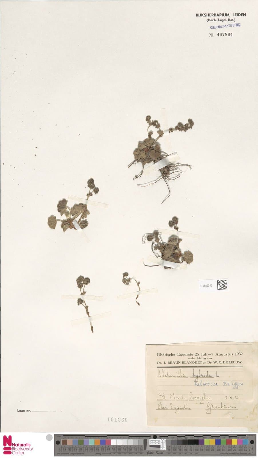 Alchemilla helvetica Brügger