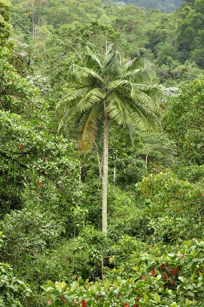 Ceroxylon alpinum Bonpl. ex DC.