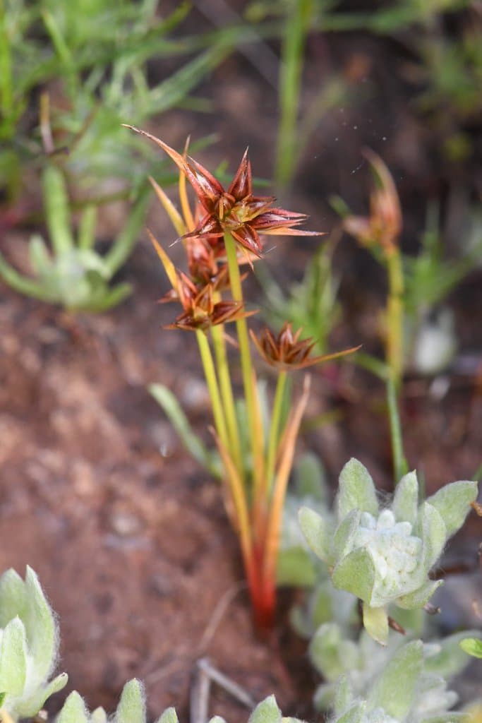 Juncus capitatus Weigel