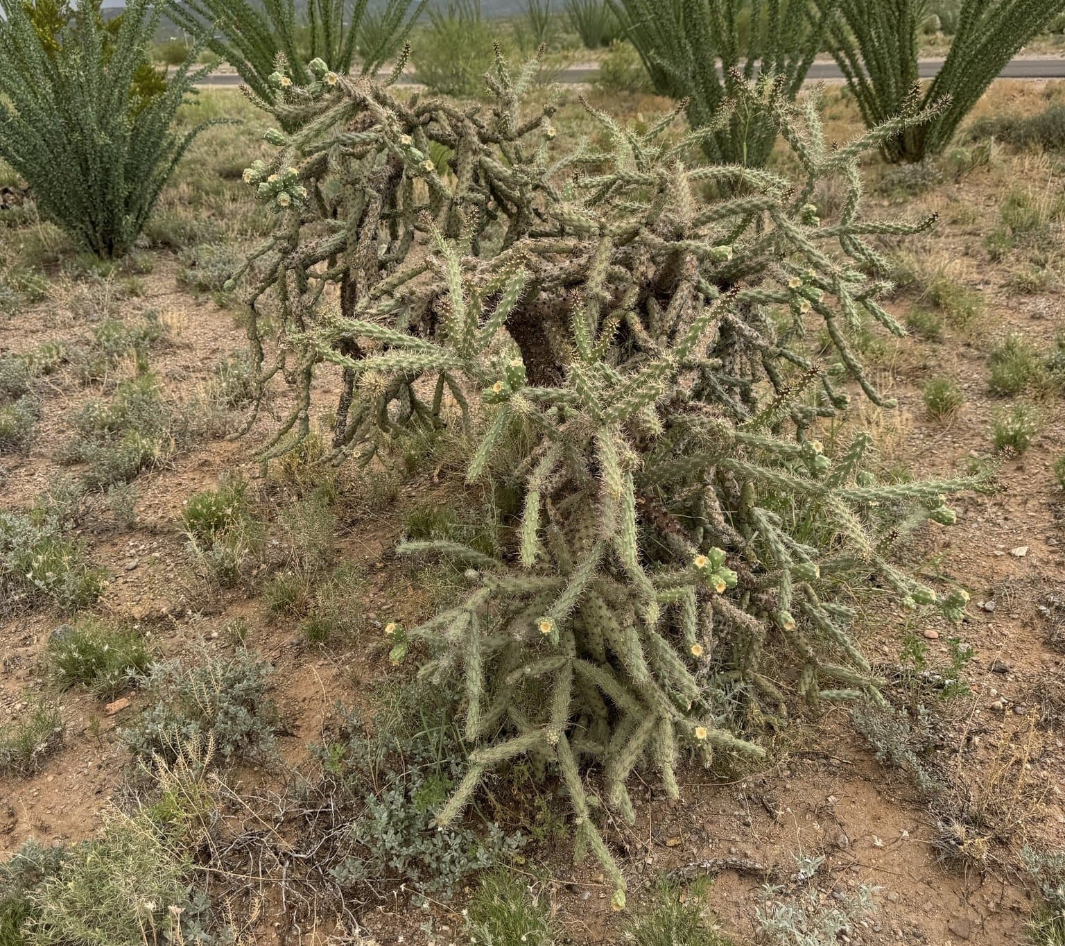 Cylindropuntia thurberi (Engelm.) F.M.Knuth