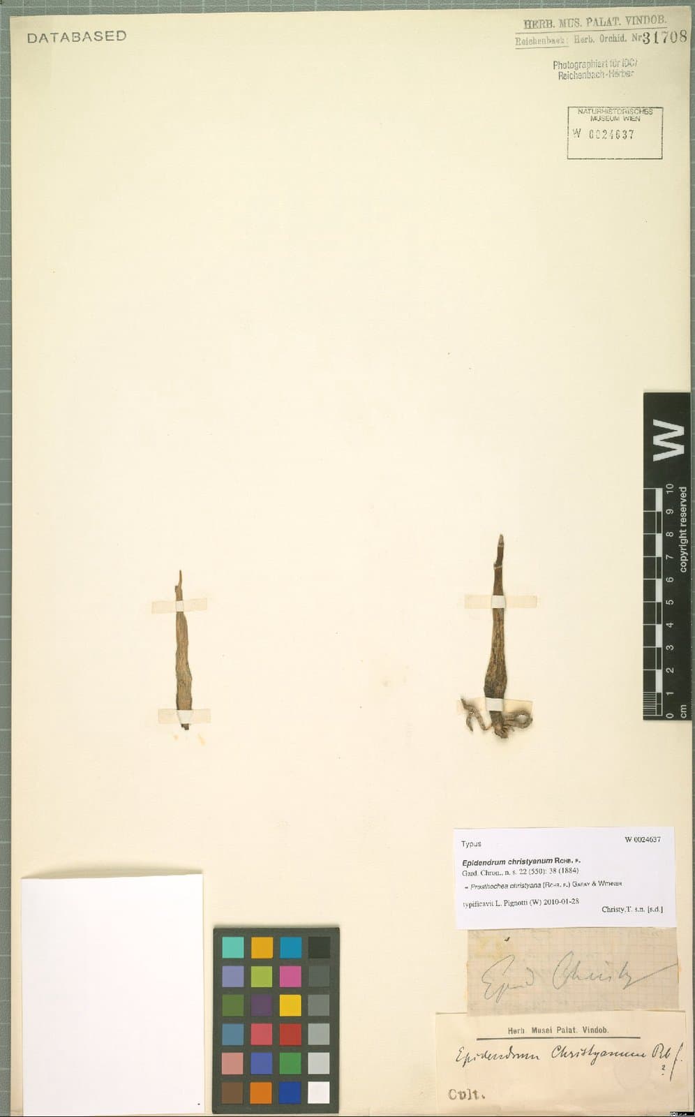 Prosthechea christyana (Rchb.f.) Garay & Withner