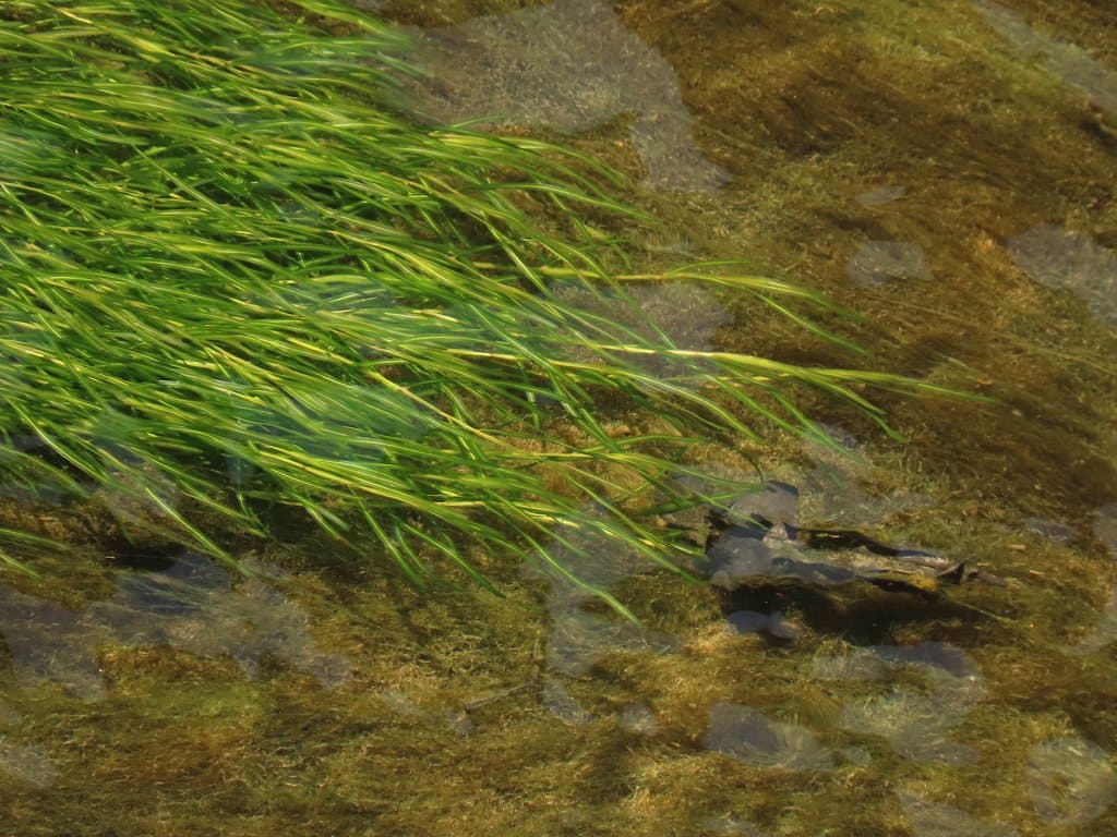 Potamogeton pusillus L.
