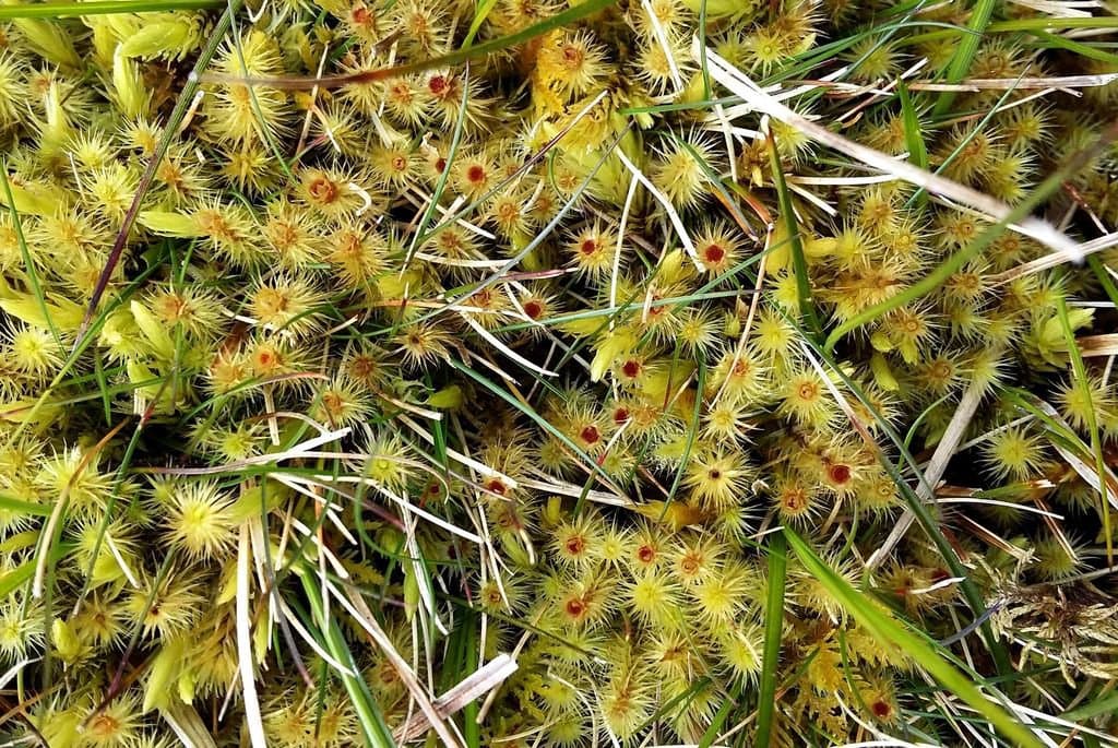 Breutelia chrysocoma (Hedw.) Lindb.