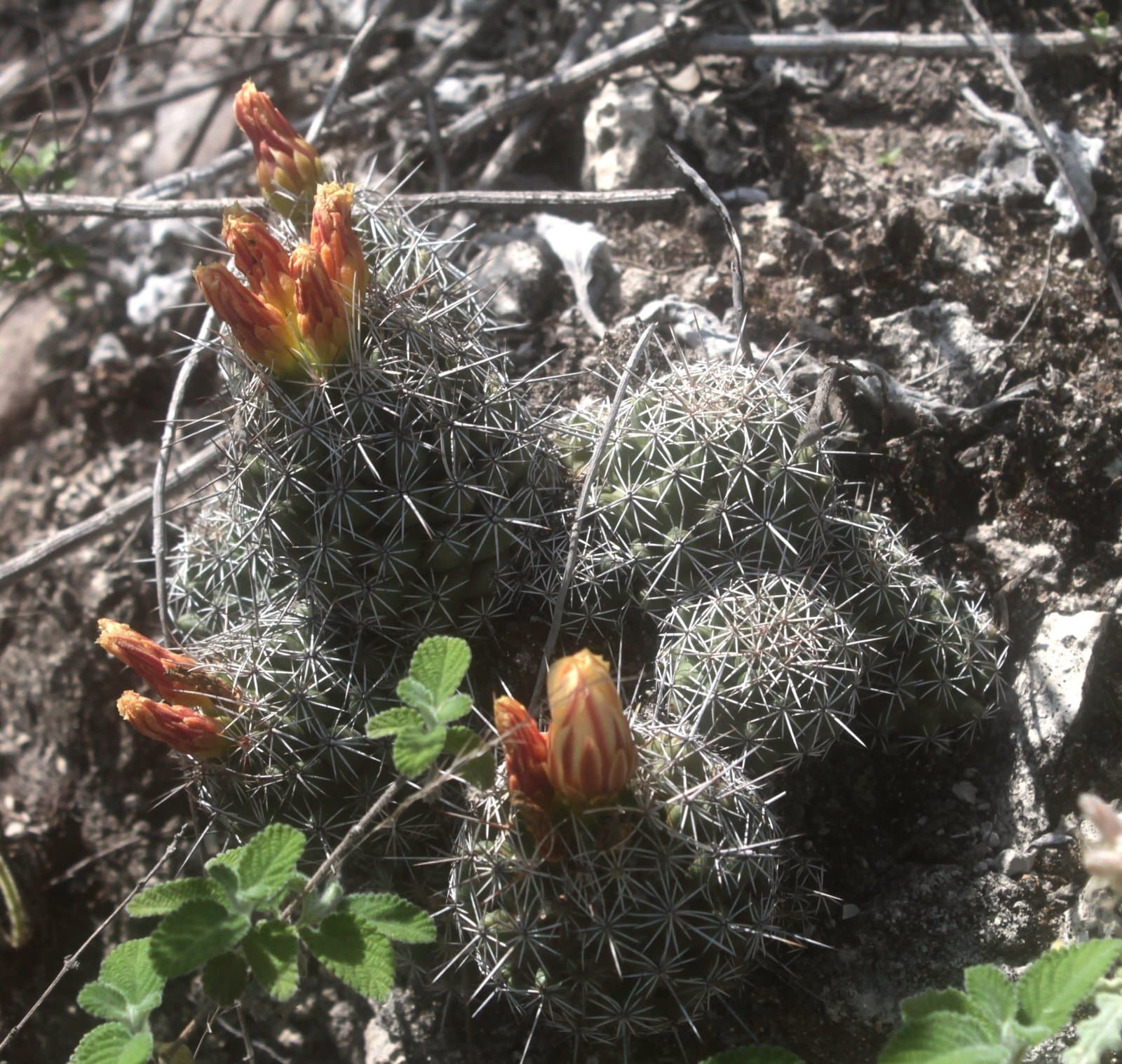 Coryphantha jalpanensis F.G.Buchenau