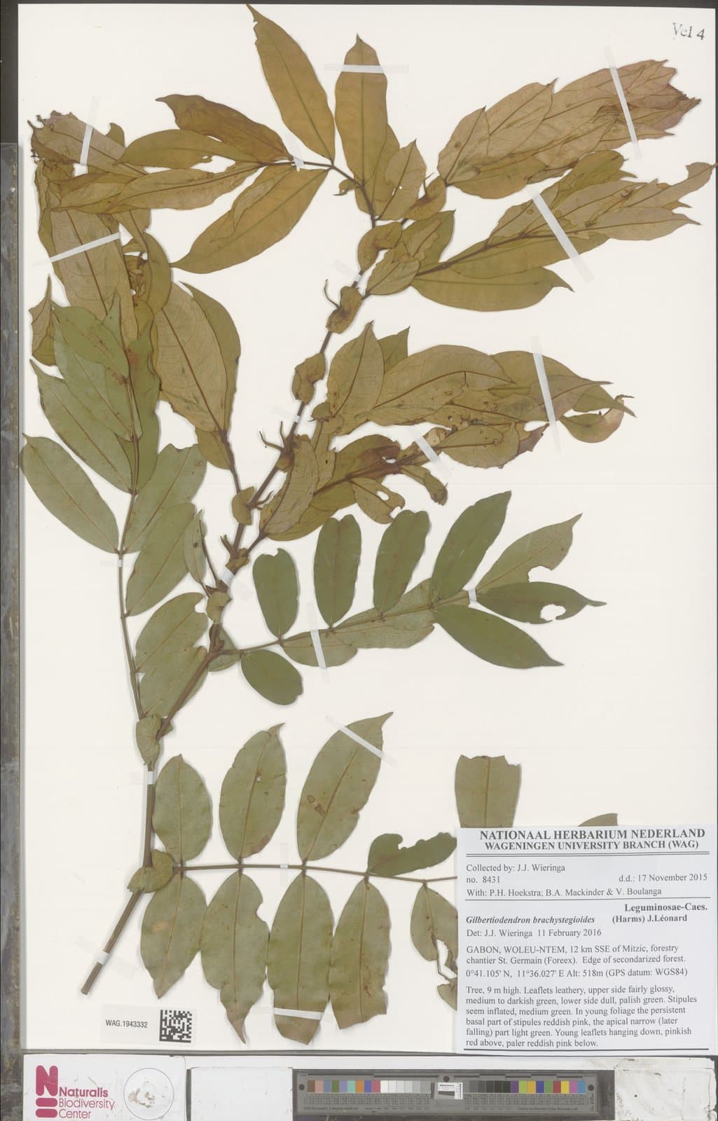 Gilbertiodendron brachystegioides (Harms) J.Léonard