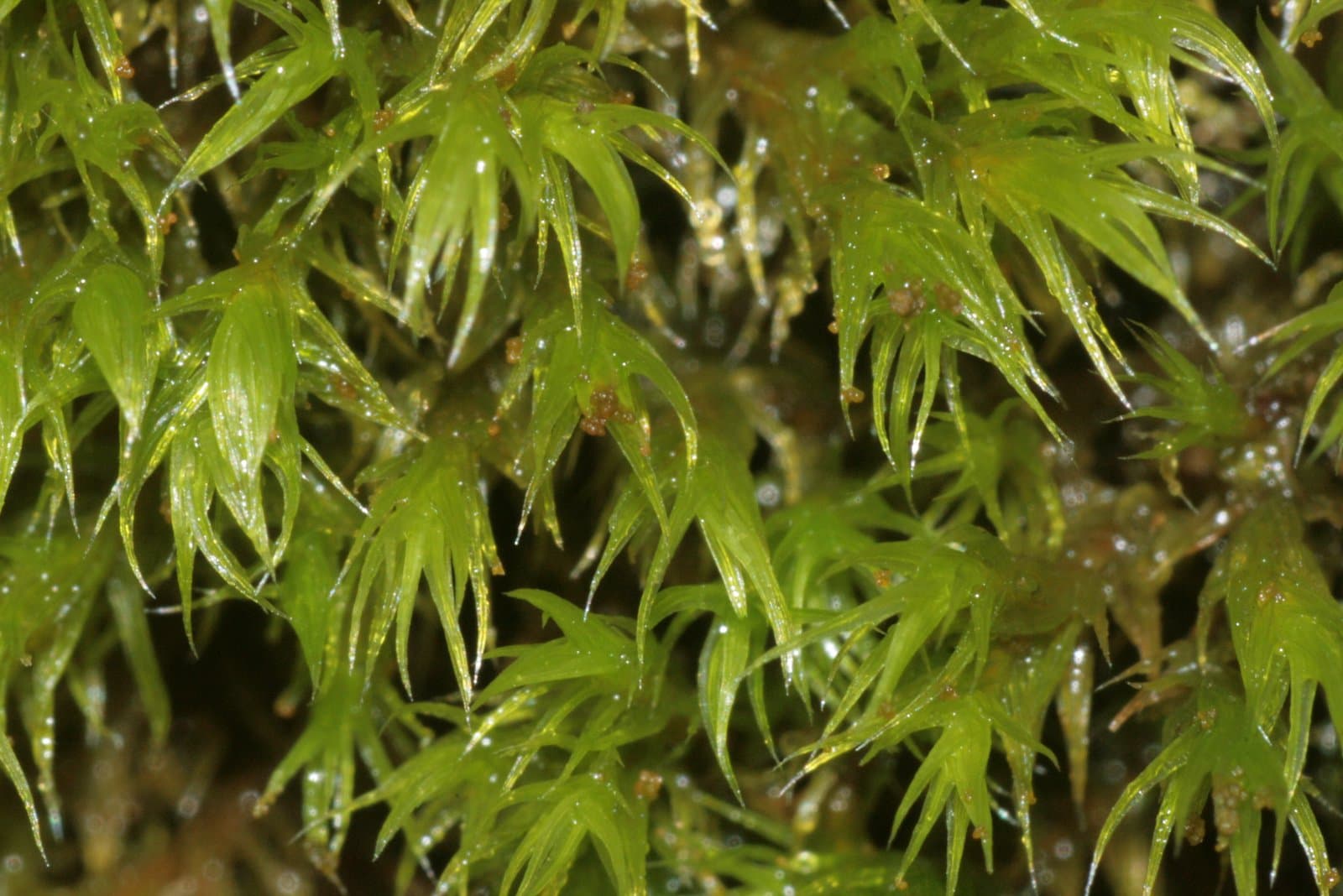Grimmia hartmanii Schimp.