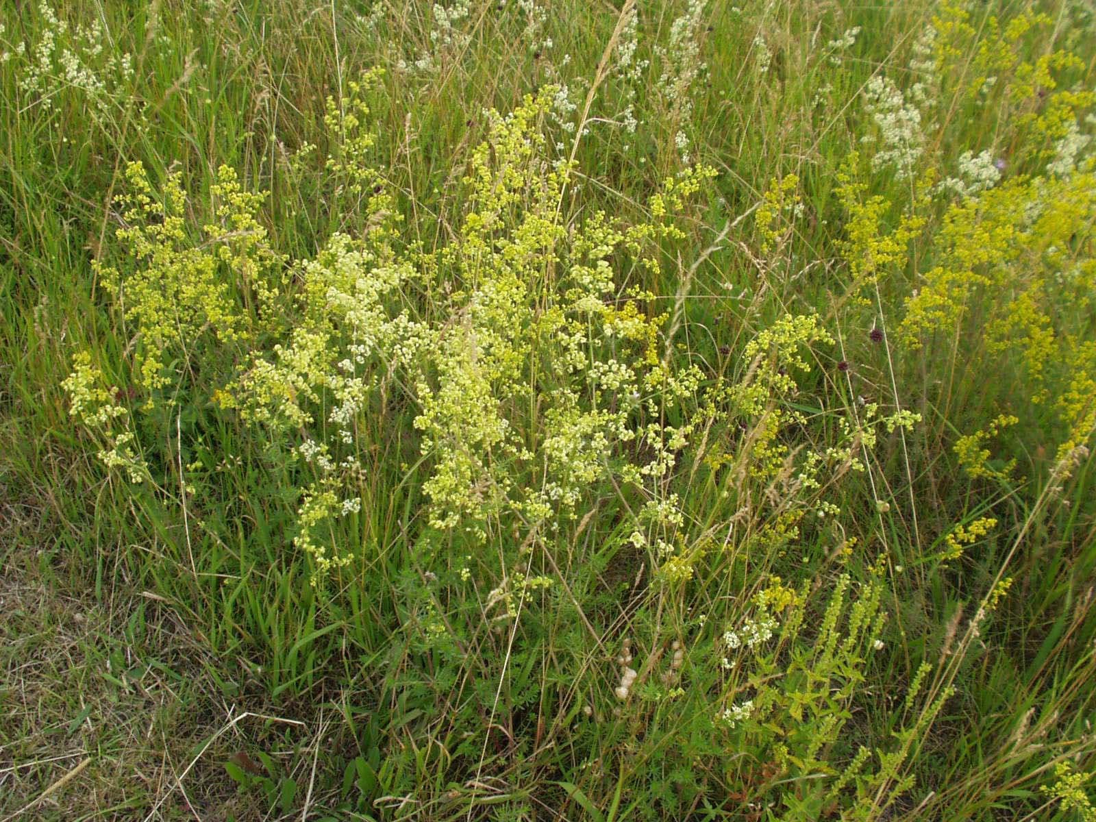 Galium ×pomeranicum Retz.